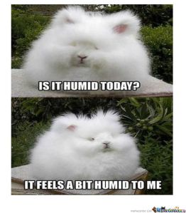 it-feels-a-bit-humid-today_o_1095404